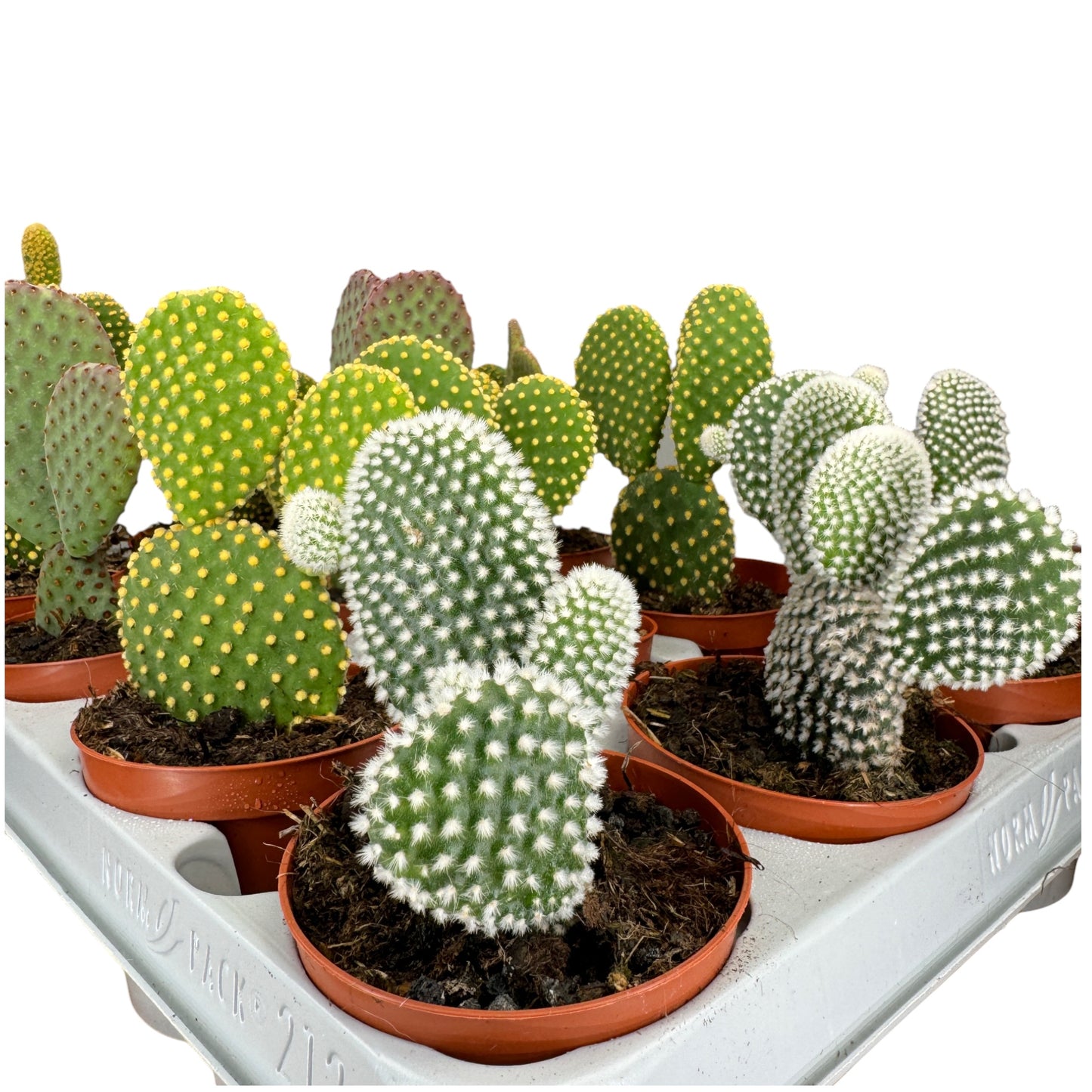 Cacti 8.5cm Opuntia Mix