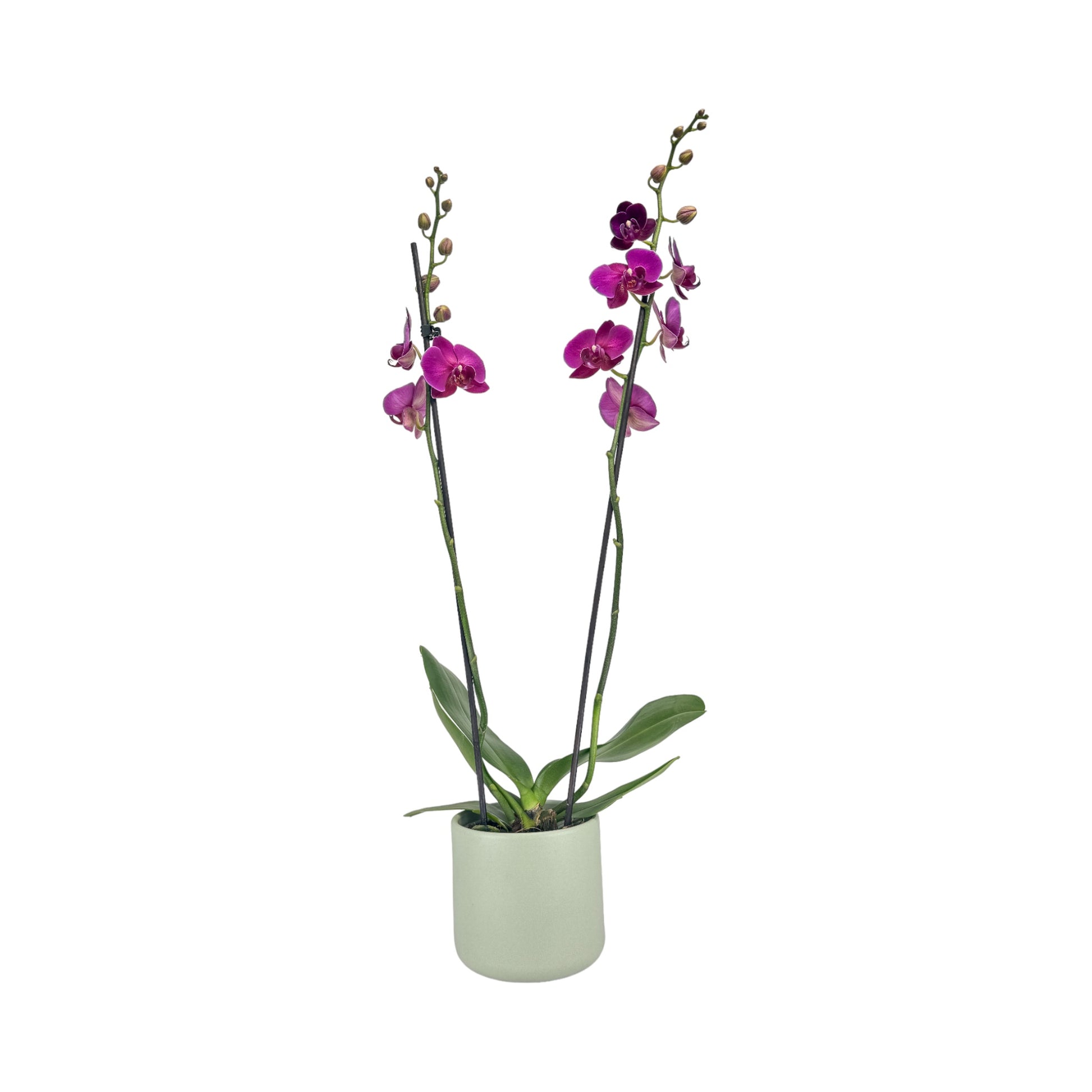 Phalaenopsis 12cm Twin Stem Purple in Cambridge Ceramic - Orchid The Horti House