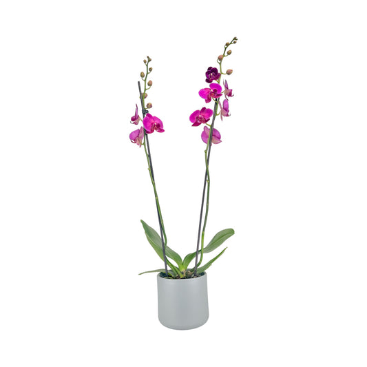 Phalaenopsis 12cm Twin Stem Purple in Cambridge Ceramic - Orchid The Horti House