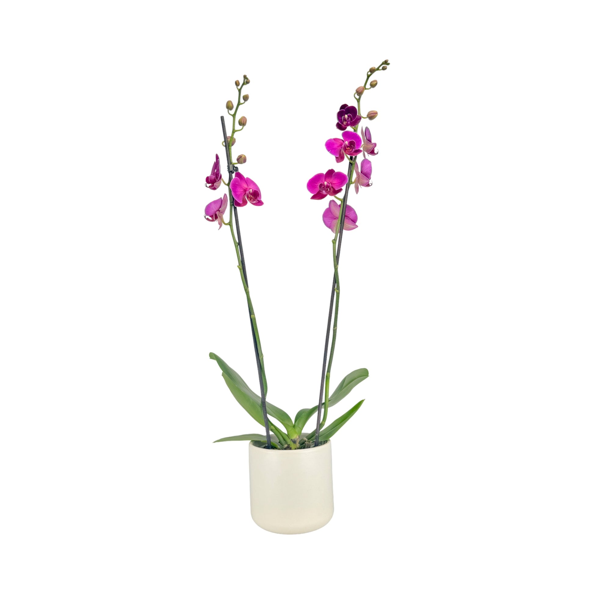 Phalaenopsis 12cm Twin Stem Purple in Cambridge Ceramic - Orchid The Horti House