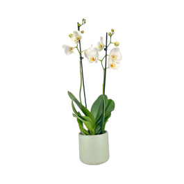 Phalaenopsis 12cm Twin Stem White in Cambridge Ceramic