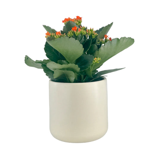 Kalanchoe 12cm Single Flower Mixed Colours in Cambridge Ceramic