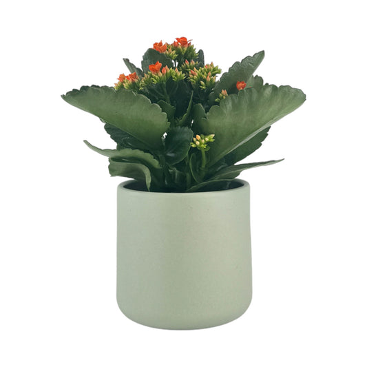 Kalanchoe 12cm Single Flower Mixed Colours in Cambridge Ceramic