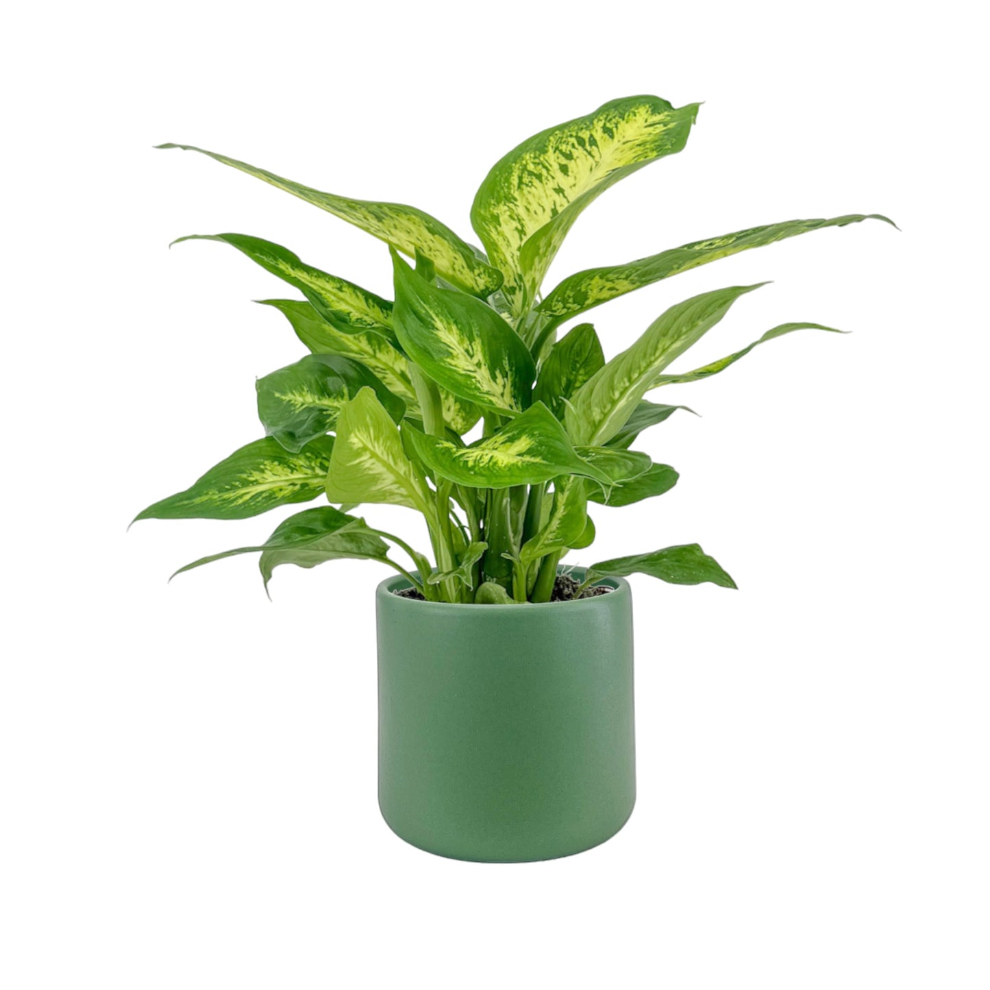 Dieffenbachia 12cm Compacta in Cambridge Ceramic