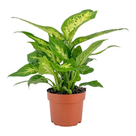 Dieffenbachia 12cm Compacta