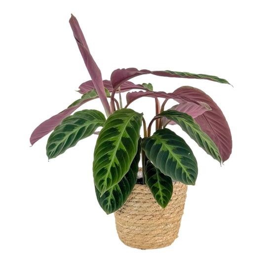 Calathea 12cm Warszewiczii In Basket