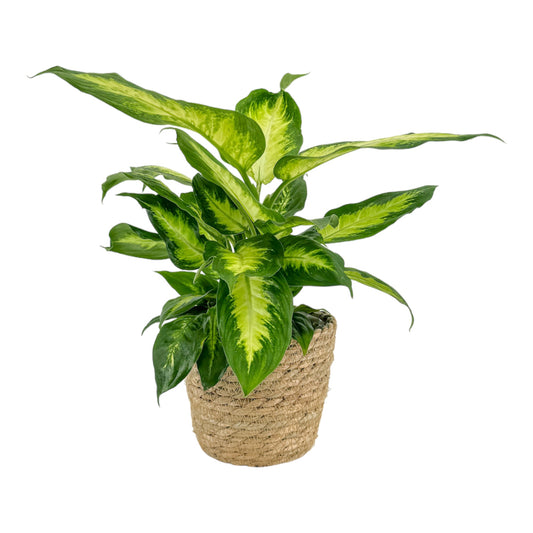 Dieffenbachia 12cm Camilla In Basket