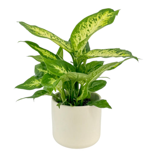 Dieffenbachia 12cm Compacta in Cambridge Ceramic