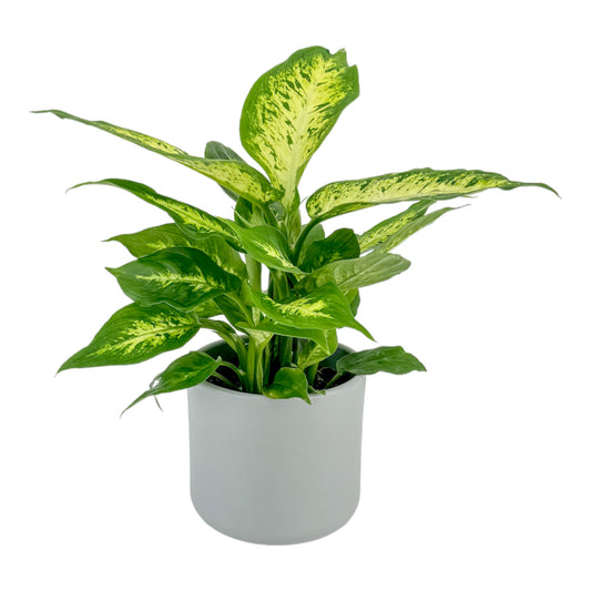 Dieffenbachia 12cm Compacta in Cambridge Ceramic