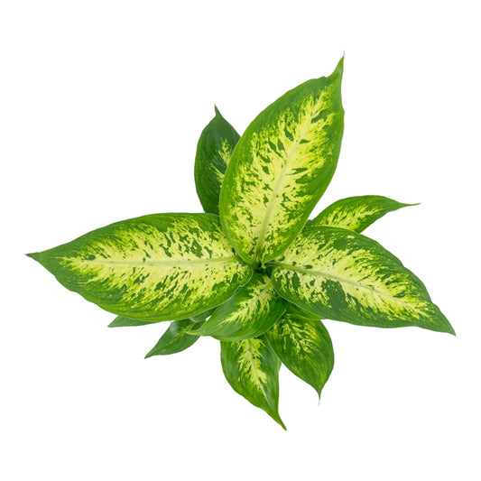 Dieffenbachia 12cm Compacta