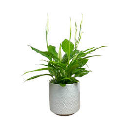 Spathiphyllum 12cm in Oxford Ceramic