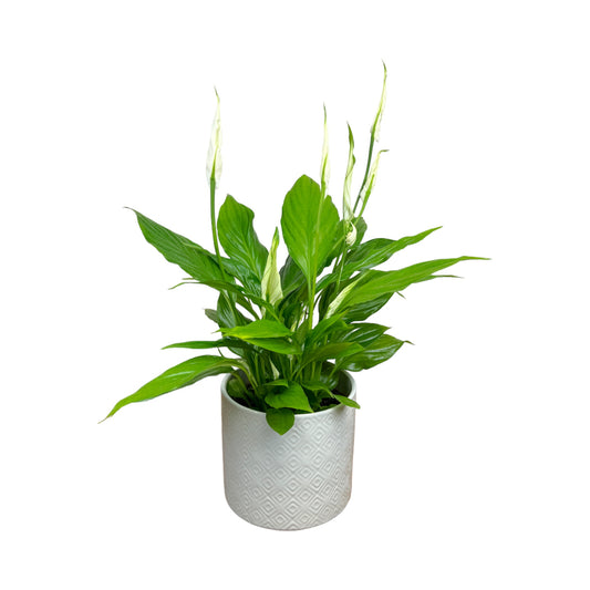 Spathiphyllum 12cm in Oxford Ceramic