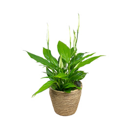 Spathiphyllum 12cm in Basket