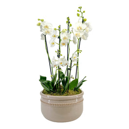 Phalaenopsis trio in luxury bowl