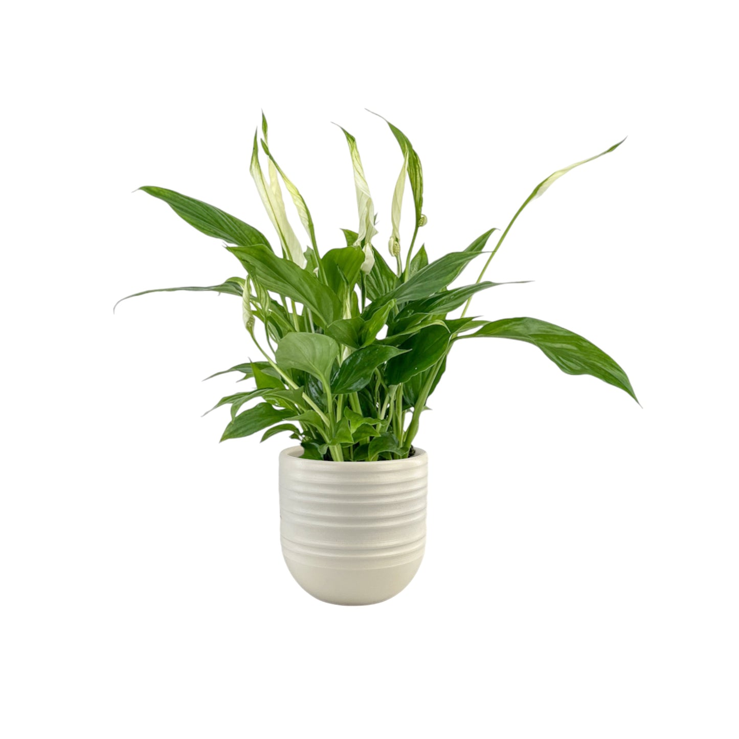 Spathiphyllum 9cm in Hampshire Ceramic