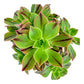 Aeonium Leucoblepharum 10.5 cm 'Red Stripe'