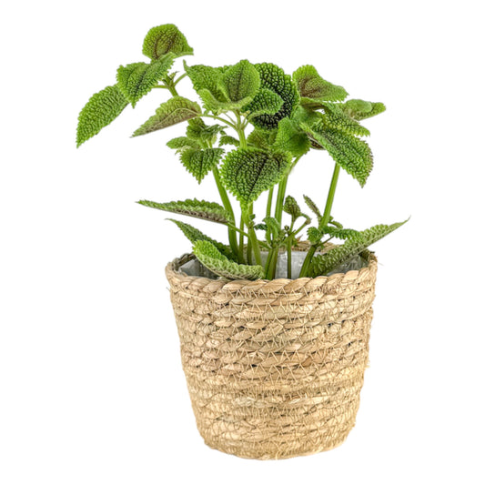 Pilea 12cm Moon Valley in Basket