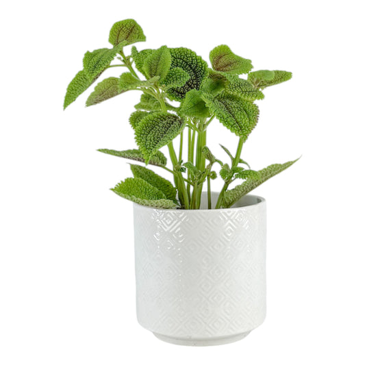 Pilea 12cm Moon Valley in Oxford Ceramic