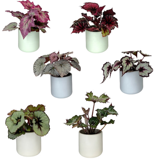 Begonia Rex 12cm Mix in Oxford Ceramic