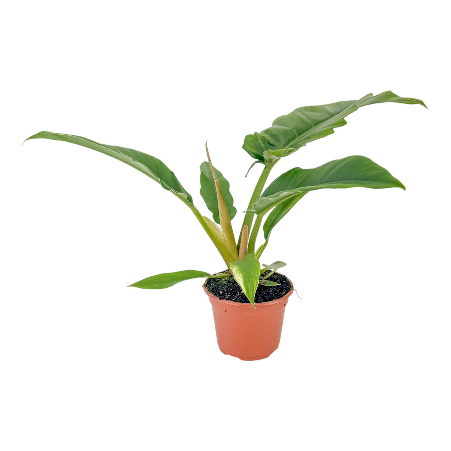 Philodendron 12cm Narrow