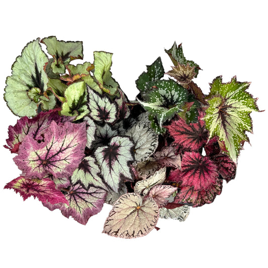 Begonia Rex 12cm Mix in Oxford Ceramic