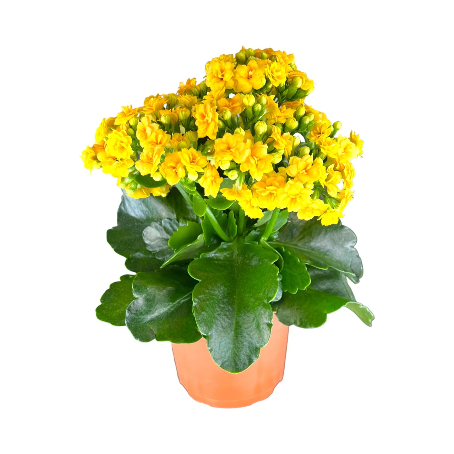 Kalanchoe 9cm Double Flower Mix - Flowering The Horti House