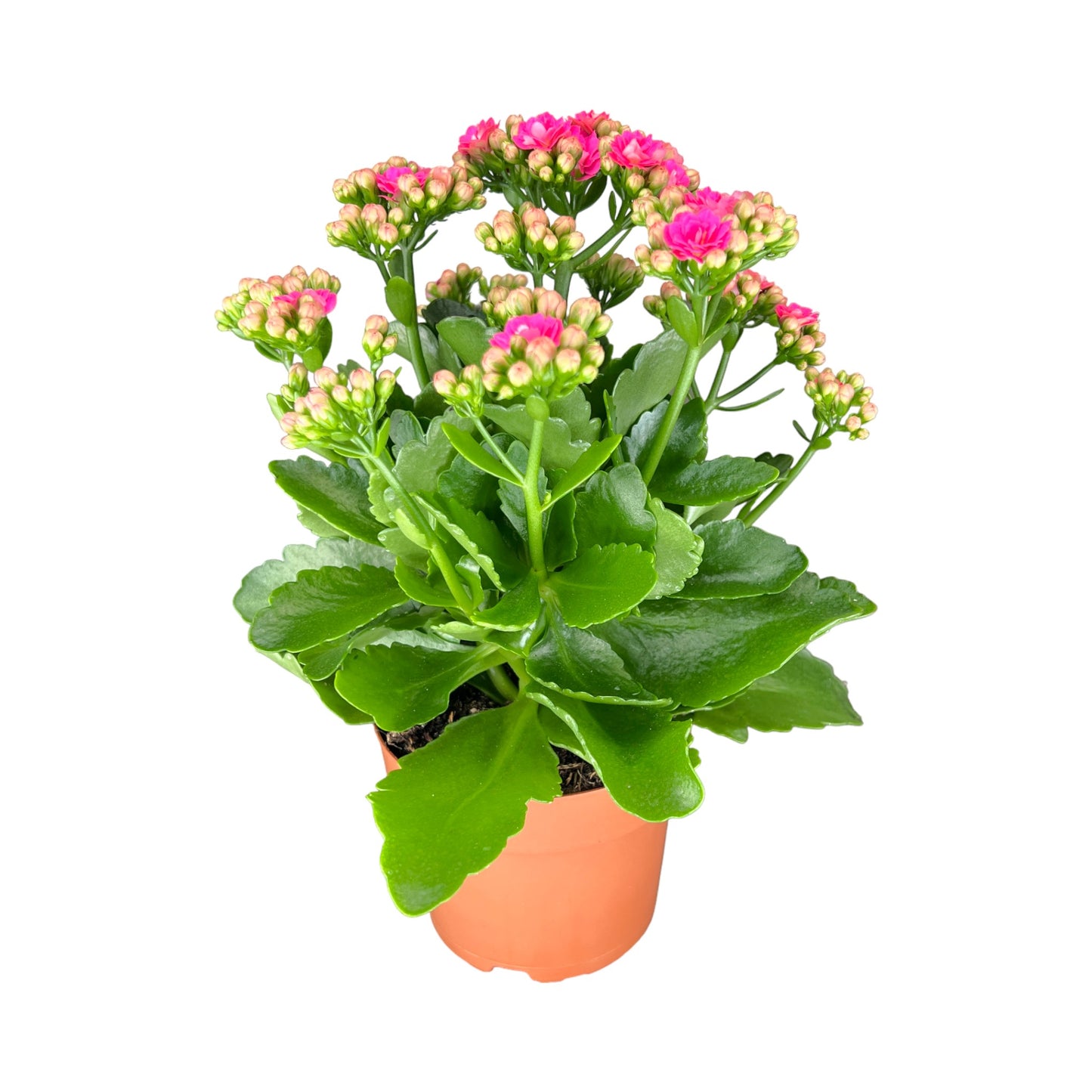 Kalanchoe 9cm Double Flower Mix - Flowering The Horti House