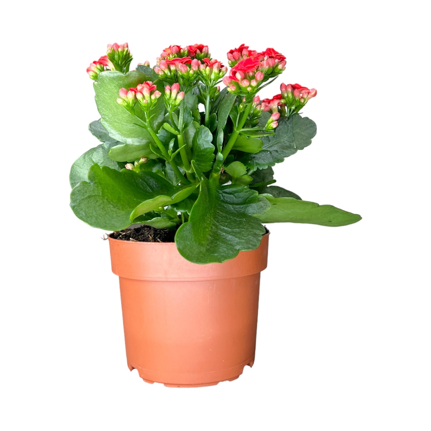 Kalanchoe 9cm Double Flower Mix - Flowering The Horti House