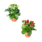 Kalanchoe 12cm Red & White Mix