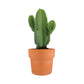 Cacti 21cm Euphorbia in Terracotta