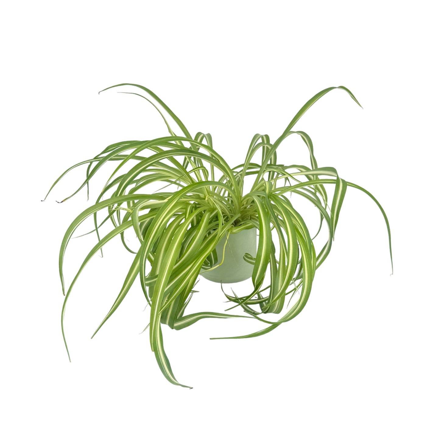 Chlorophytum 12cm Comosum in Cambridge Ceramic