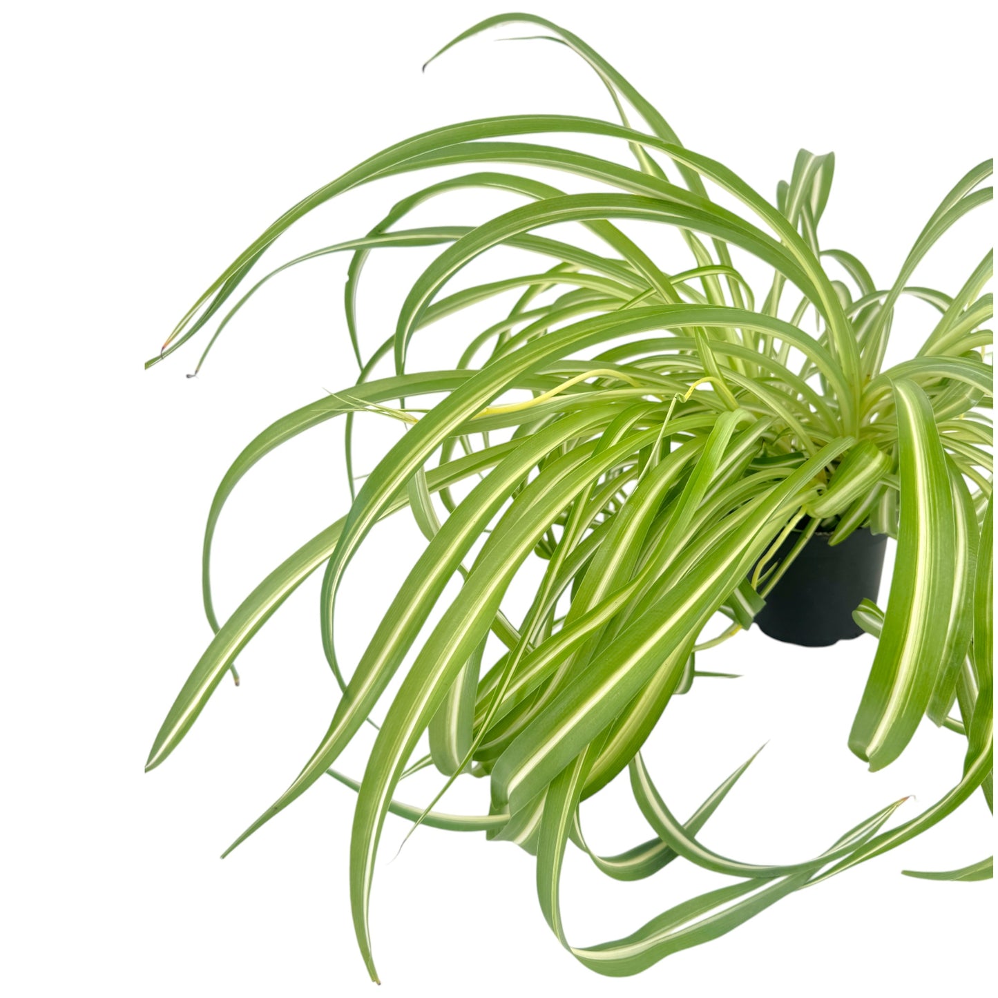 Chlorophytum 12cm Comosum in Cambridge Ceramic