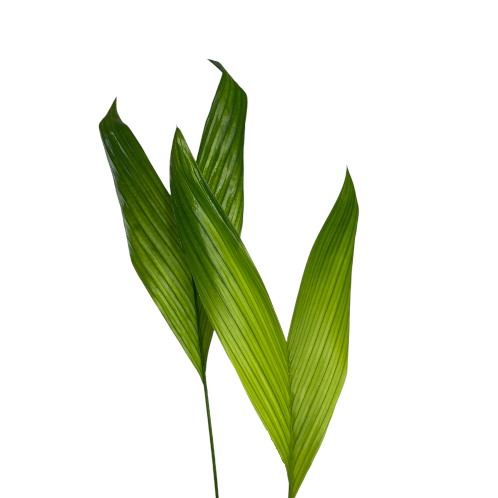 Areca Palm 17cm Catechu - Green Plant The Horti House