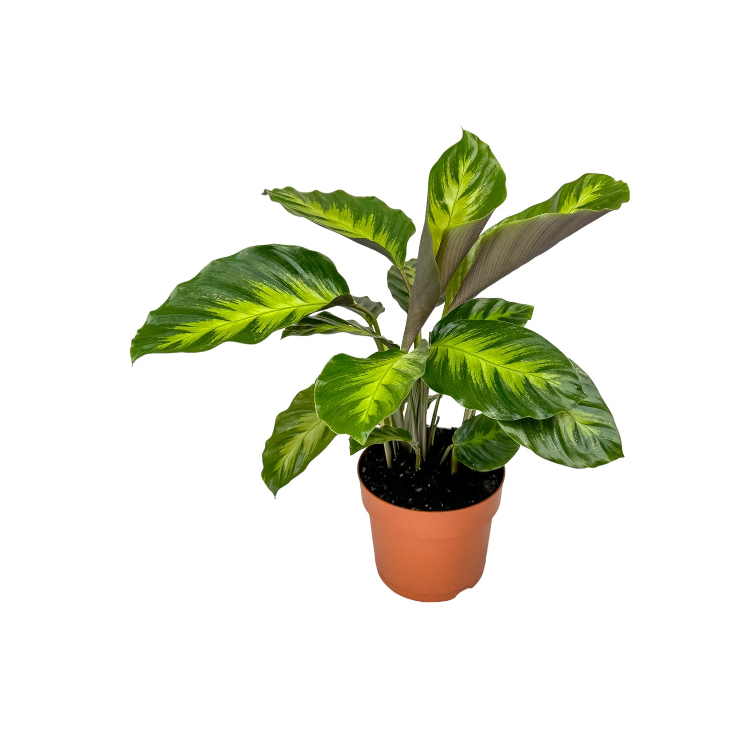 Calathea 12cm Misto