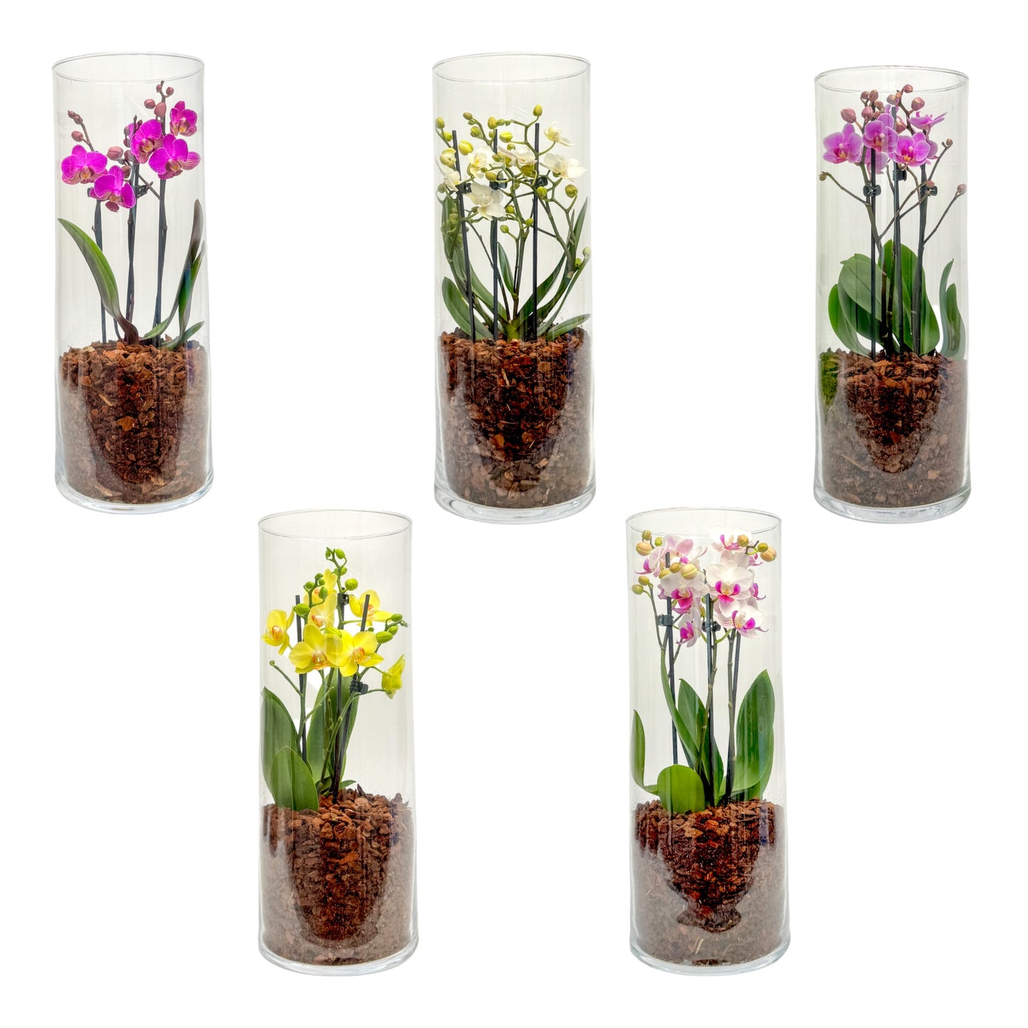 Phalaenopsis 9cm Triple Stem Mixed in Glass Terrarium