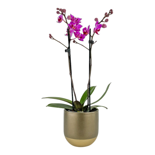 Phalaenopsis 9cm In Christmas Ceramic