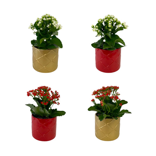 Kalanchoe 12cm Red & White Mix in Ceramic