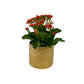 Kalanchoe 12cm Red & White Mix in Ceramic