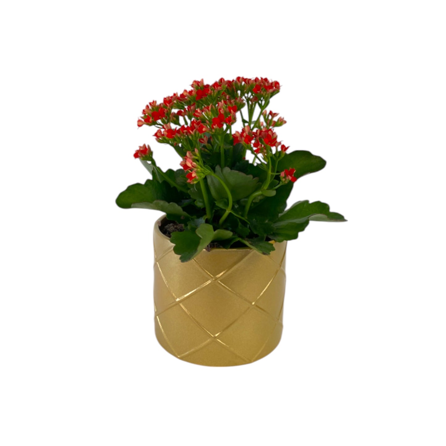 Kalanchoe 12cm Red & White Mix in Ceramic