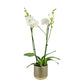 Phalaenopsis 12cm In Christmas Ceramic