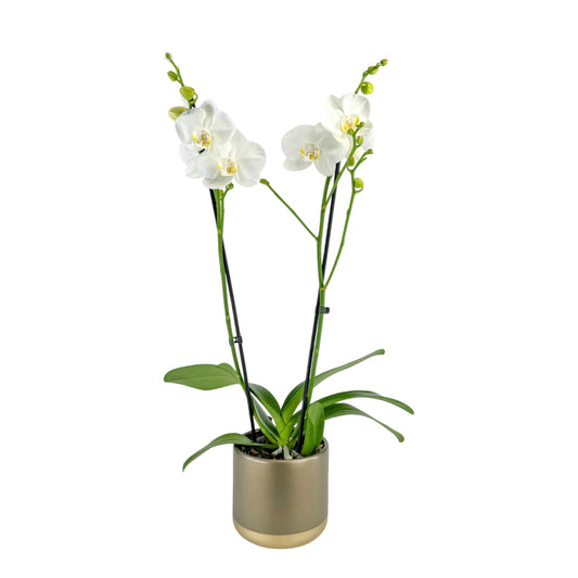 Phalaenopsis 12cm In Christmas Ceramic