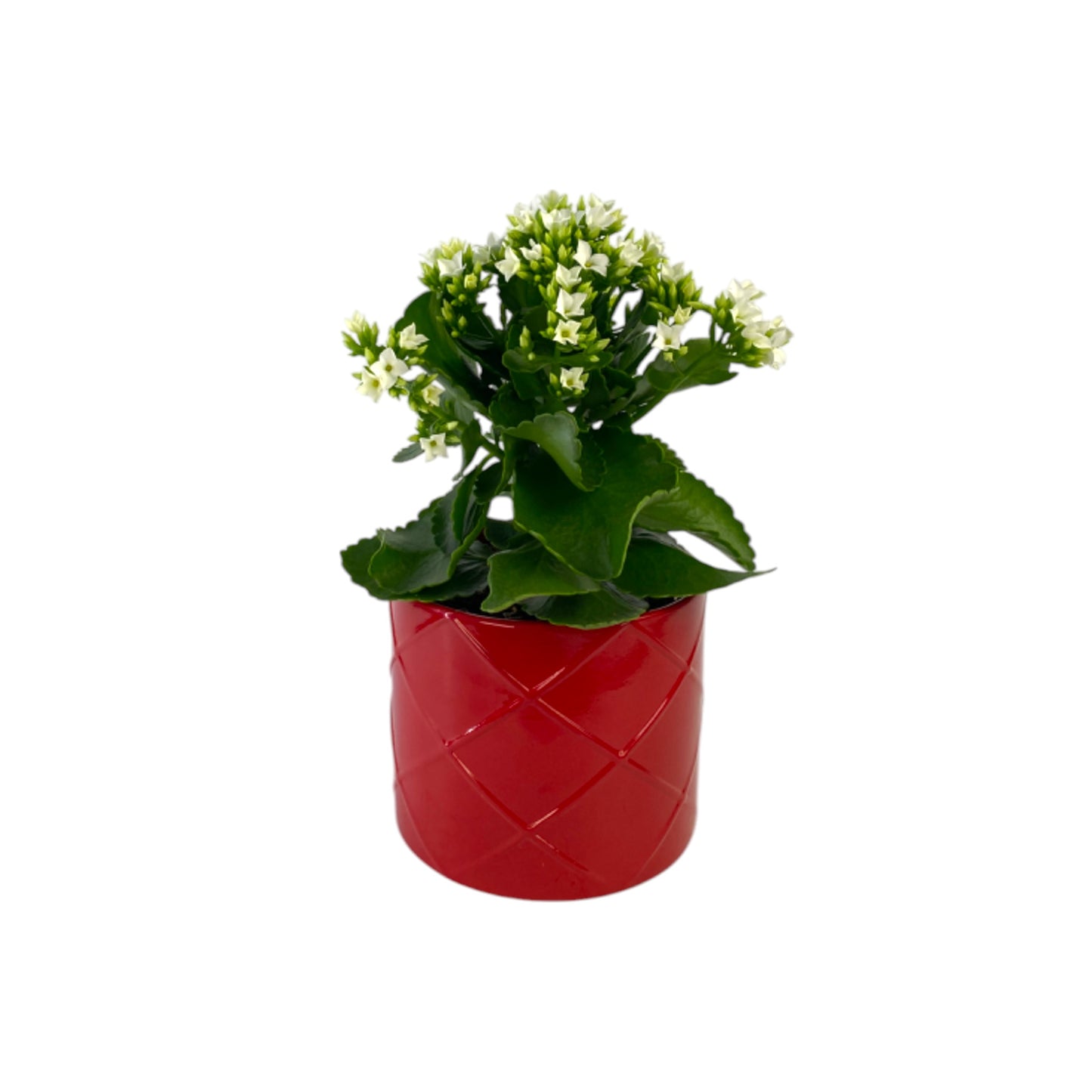 Kalanchoe 12cm Red & White Mix in Ceramic