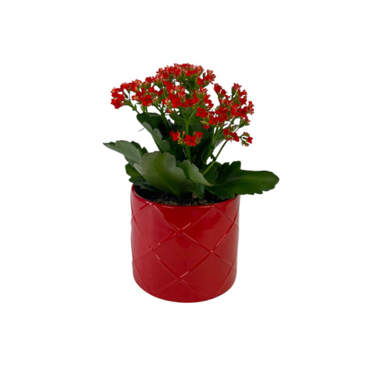 Kalanchoe 12cm Red & White Mix in Ceramic