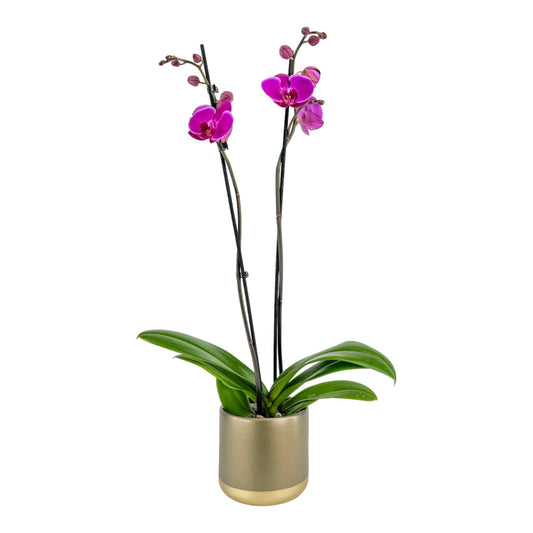 Phalaenopsis 12cm In Christmas Ceramic