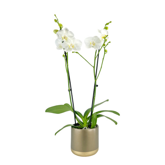 Phalaenopsis 12cm In Christmas Ceramic