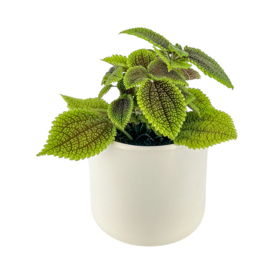 Pilea 12cm Moon Valley in Cambridge Ceramic