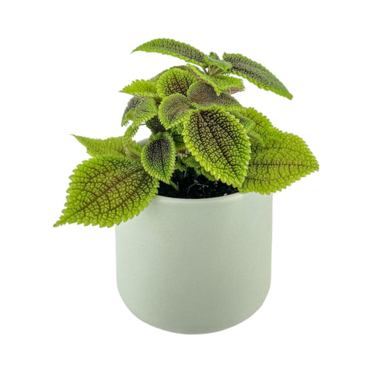 Pilea 12cm Moon Valley in Cambridge Ceramic