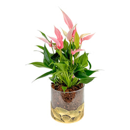 Anthurium 12cm 'Zizou' & 'Lilli' In festive glass