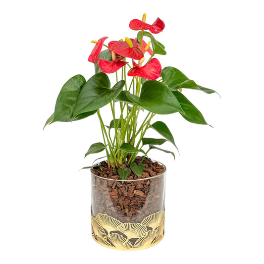 Anthurium 12cm Red & White mix In festive glass