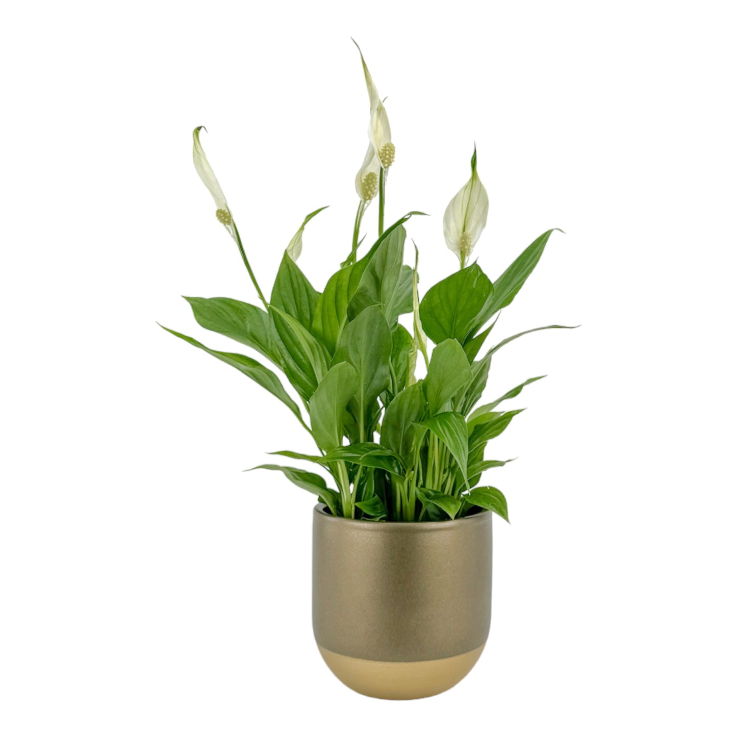 Spathiphyllum 9cm In Christmas Ceramic